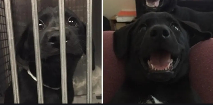 Diese 15 Fotos von Hunden vor und nach der Adoption bringen fast jedes Herz zum Schmelzen